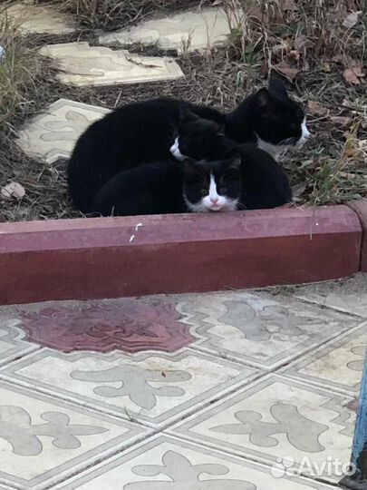 Котята