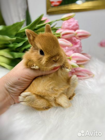 Мини кролики