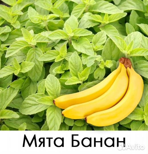 Мята с разными ароматами (43 сорта)