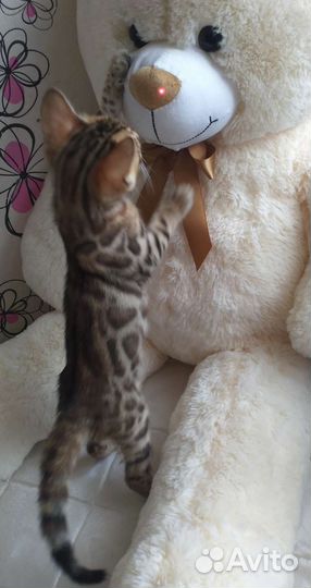 Бенгальские котята