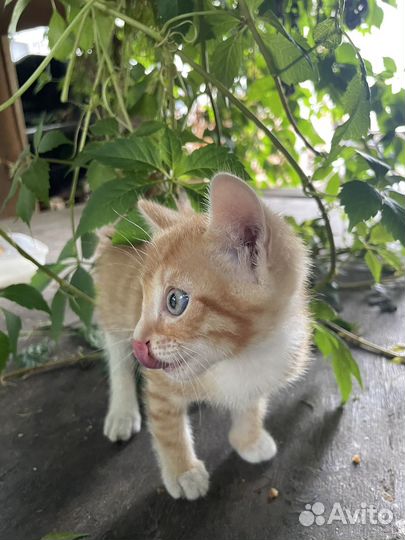 Рыжий котенок минитигр