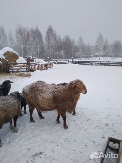 Баран на племя