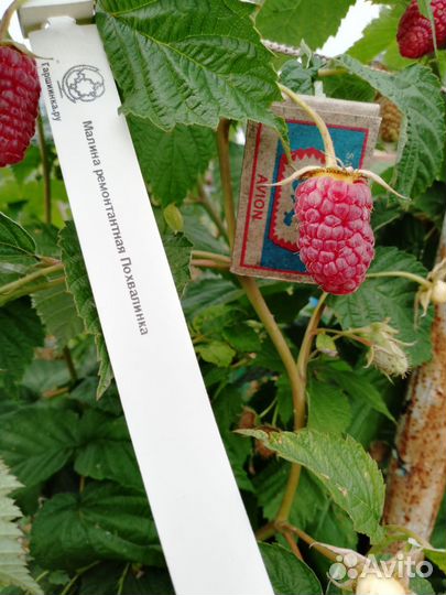 Ремонтантная малина