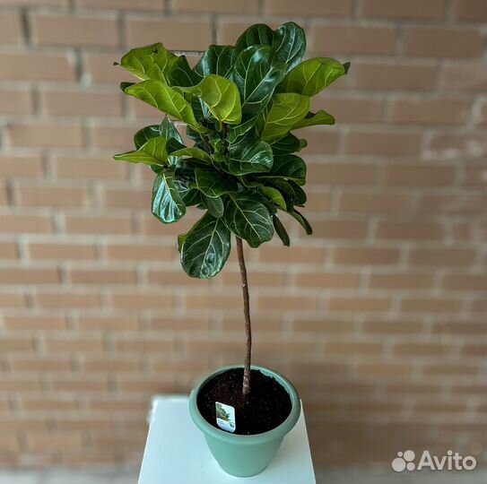 Фикус лирата на штамбе