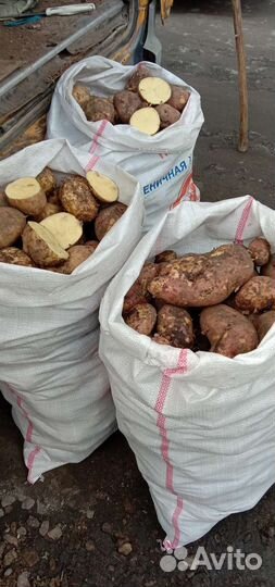 Картофель домашний