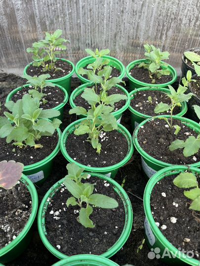 Цветы многолетние