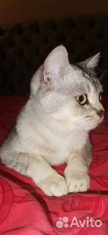 Шотландский кот вязка