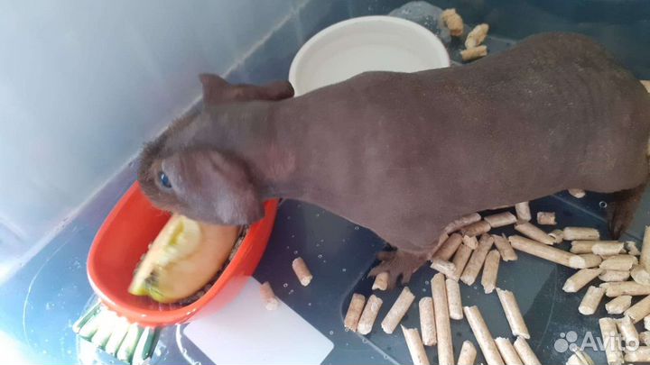 Морская свинка скинни