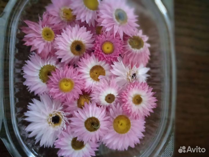 Гелиптерум