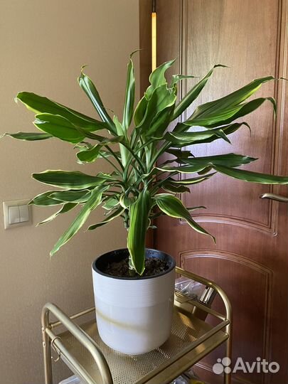 Драцена Голден Кост