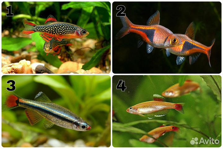 Аквариумные рыбки. Обновление от 14.05.24