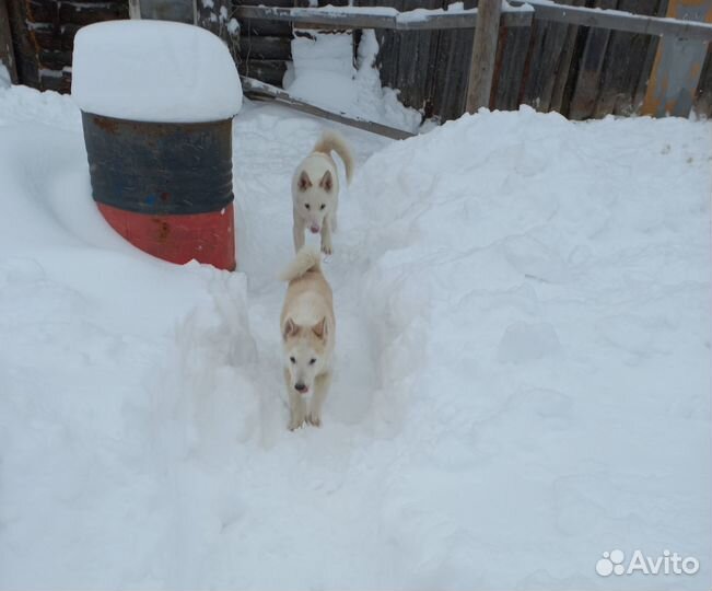Собаки бесплатно в добрые руки подросших щенков За