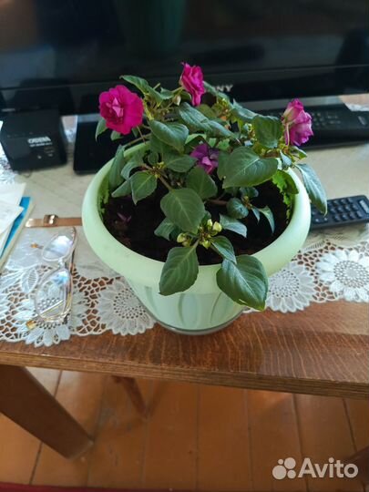 Бальзамин махровый