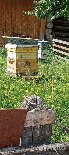 Пчелы с ульями