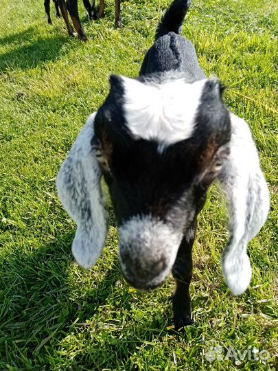 Англо-нубийские козлята