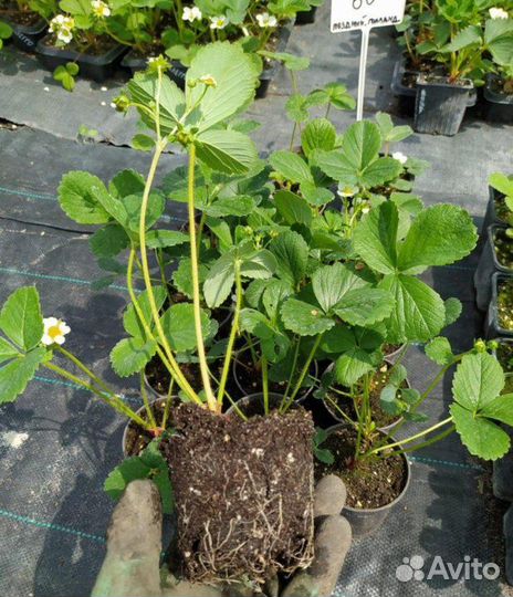 Рассада клубники