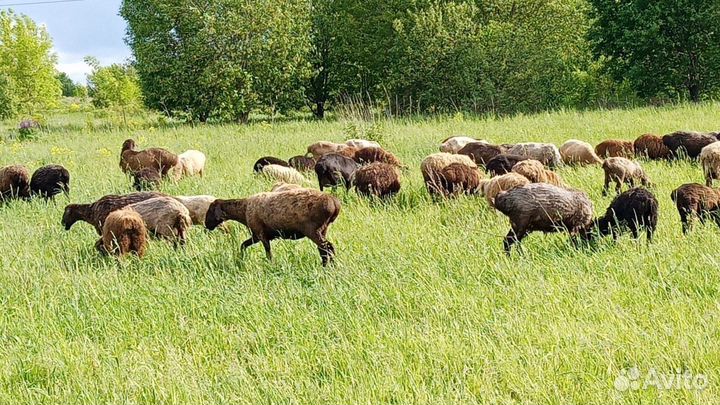 Курдючные бараны