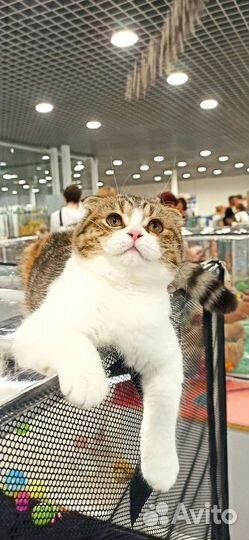 Шотландские вислоухие котята