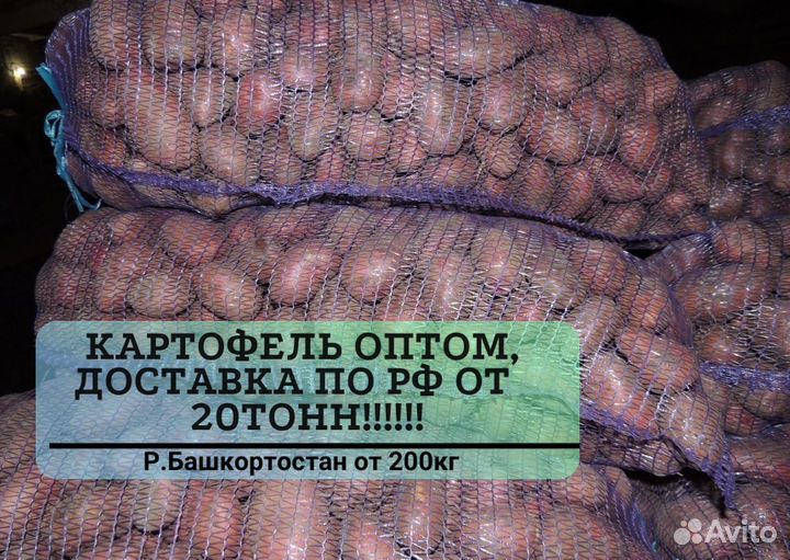 Картофель оптом от 200 кг