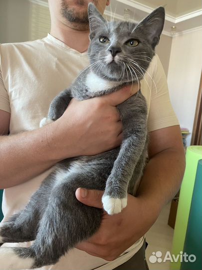 Котенок в добрые руки