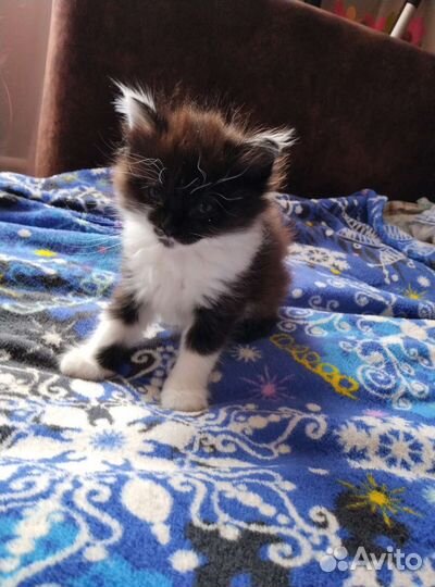 Отдам котенка девочку