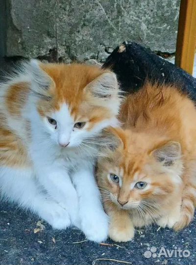 Отдам рыжего котенка в добрые руки