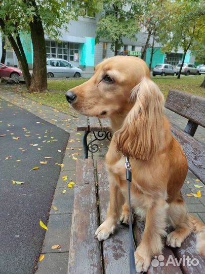 Выгул собак/Догситтер