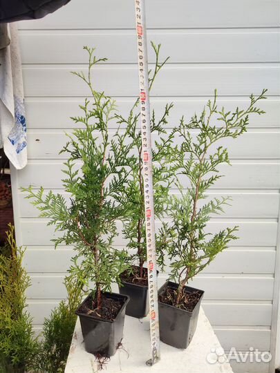 Туя можжевельник Смарагд и Брабант