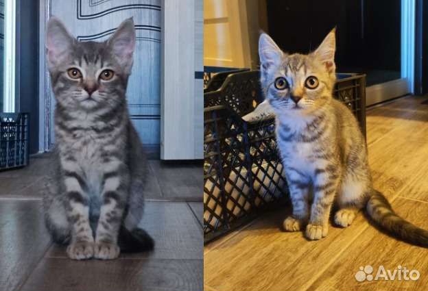 Котята