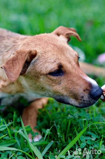 Маленькая собака в дар