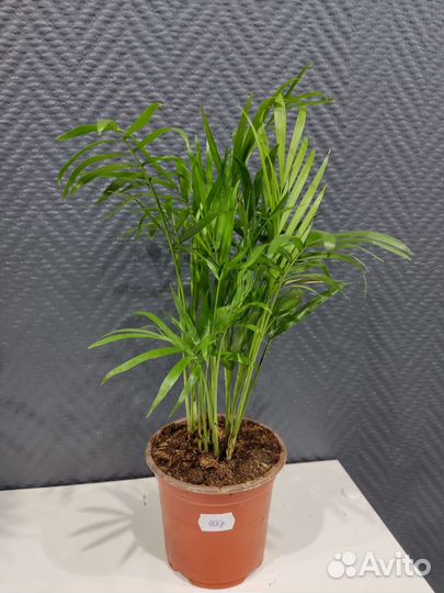 Пальма хамедорея