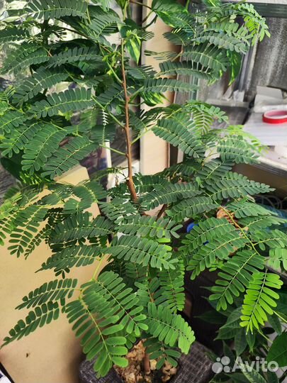 Комнатные растение дерево Тамаринд бонсай