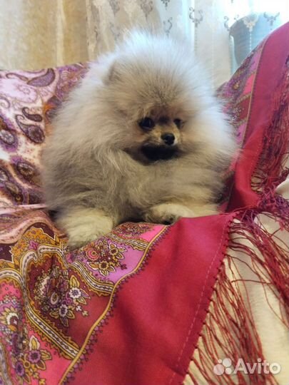 Померанский шпиц мини мальчик