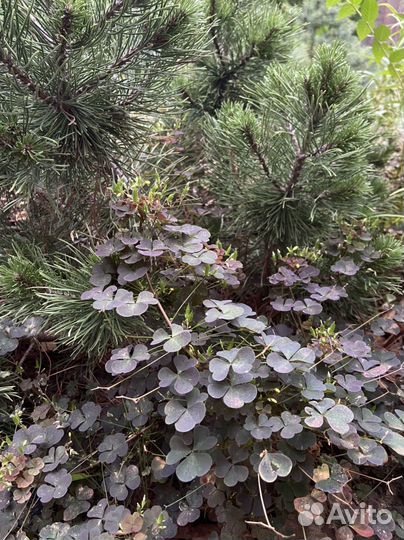 Кислица рожковая