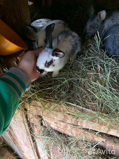 Продам кроликов