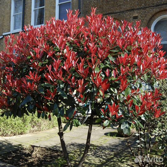 Фотиния Фразера