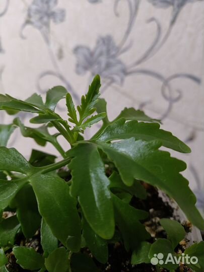 Каланхоэ оленьи рожки