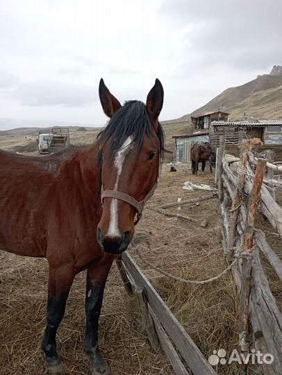 Карачаевский жеребец