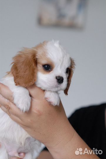 Кавалер кинг чарльз спаниель