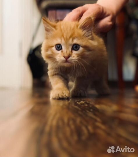 Кошка