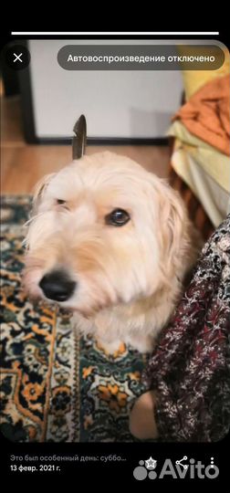 Собака в добрые руки