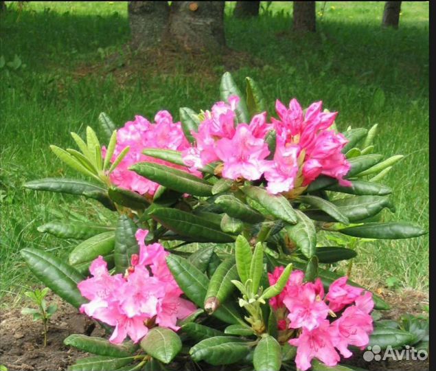 Рододендрон Гаага(Haaga)