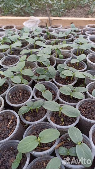 Рассада томатов