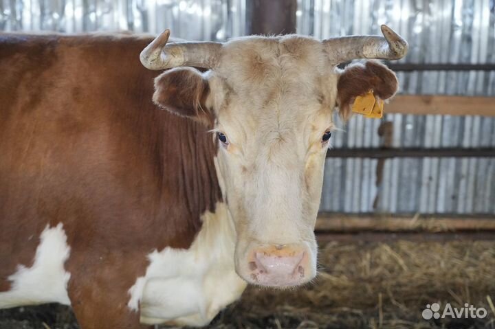 Нетель Герефорд класса класса элита и элита-рекорд