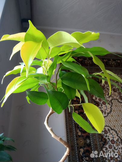 Фикус ствол-спираль