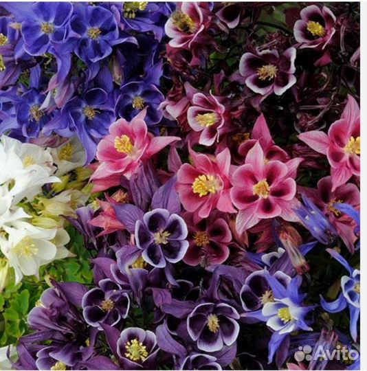 Аквилегия смесь