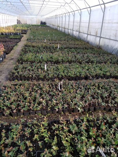 Саженцы Голубики