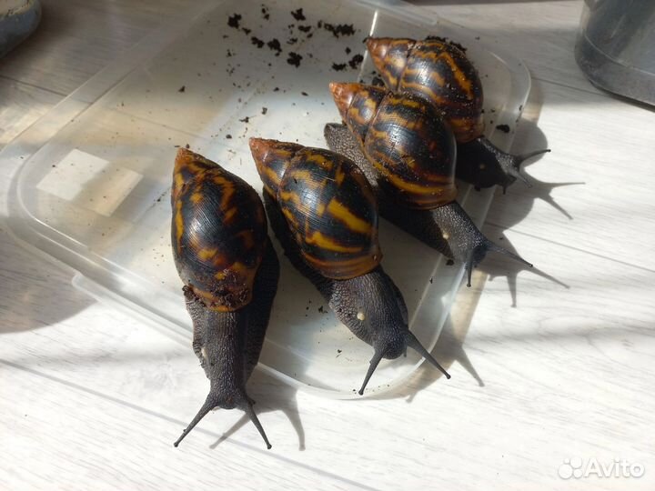 Ахатина Тигр