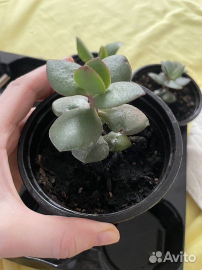 Толстянка (денежное дерево)