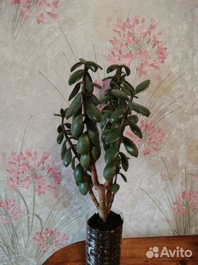 Толстянка денежное дерево